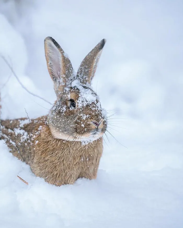 Photographer Captured 30 New Photos That Might Make You Feel Like You're Stepping Into The Wild