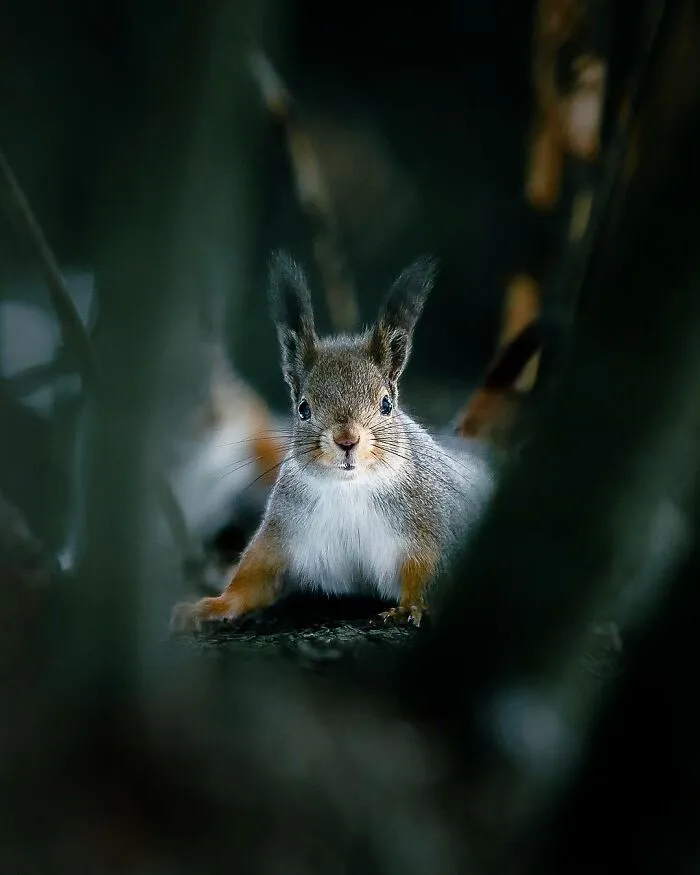 Photographer Captured 30 New Photos That Might Make You Feel Like You're Stepping Into The Wild