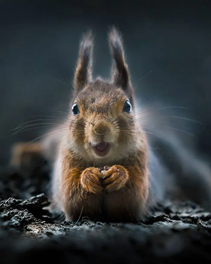 Photographer Captured 30 New Photos That Might Make You Feel Like You're Stepping Into The Wild