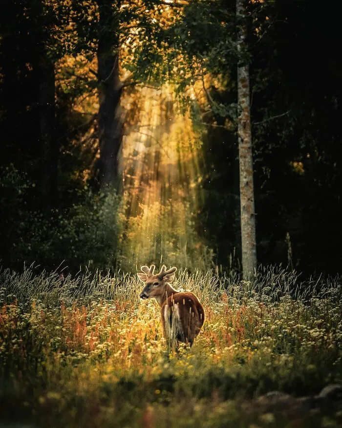 Photographer Captured 30 New Photos That Might Make You Feel Like You're Stepping Into The Wild