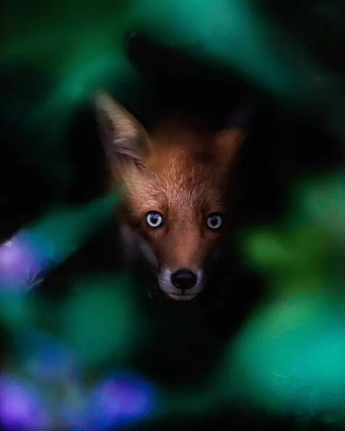 Photographer Captured 30 New Photos That Might Make You Feel Like You're Stepping Into The Wild