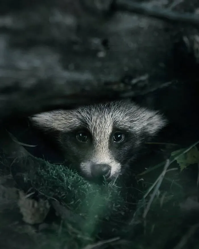 Photographer Captured 30 New Photos That Might Make You Feel Like You're Stepping Into The Wild