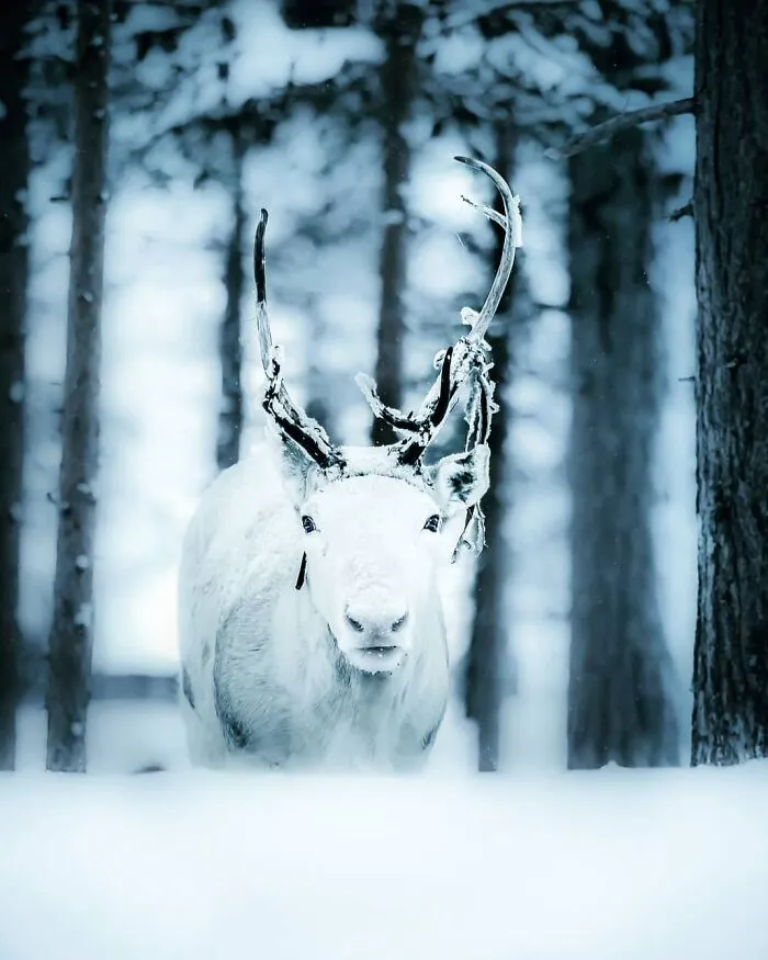 Photographer Captured 30 New Photos That Might Make You Feel Like You're Stepping Into The Wild