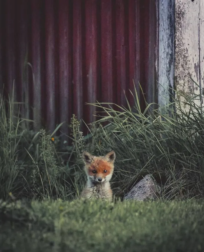 Photographer Captured 30 New Photos That Might Make You Feel Like You're Stepping Into The Wild
