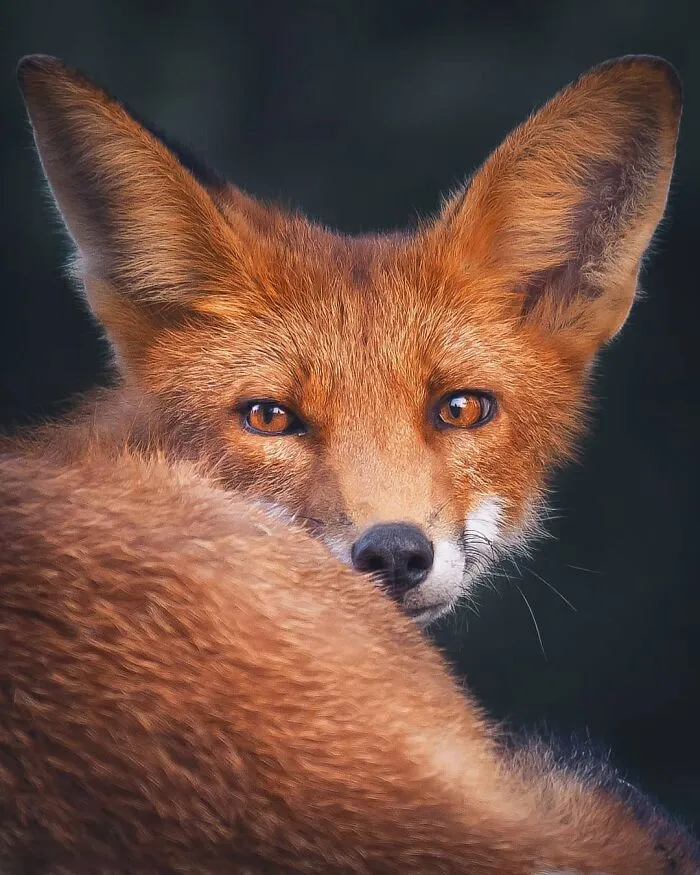 Photographer Captured 30 New Photos That Might Make You Feel Like You're Stepping Into The Wild