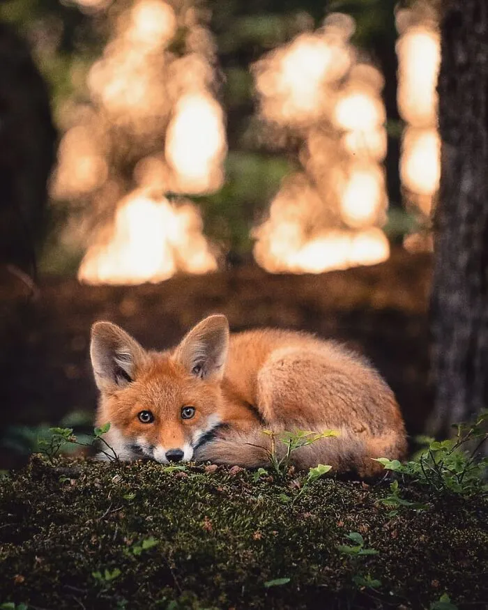 Photographer Captured 30 New Photos That Might Make You Feel Like You're Stepping Into The Wild