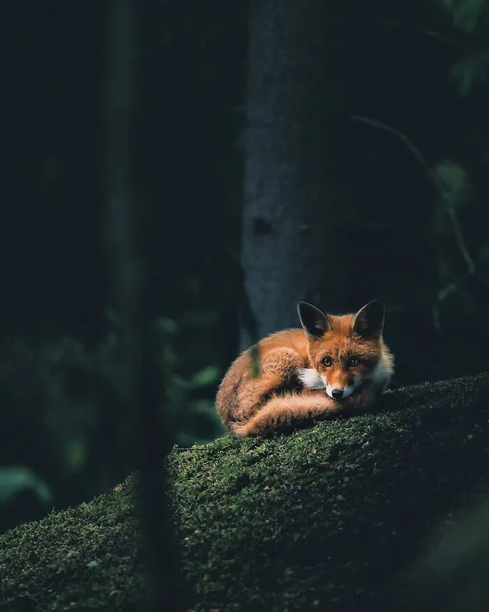 Photographer Captured 30 New Photos That Might Make You Feel Like You're Stepping Into The Wild