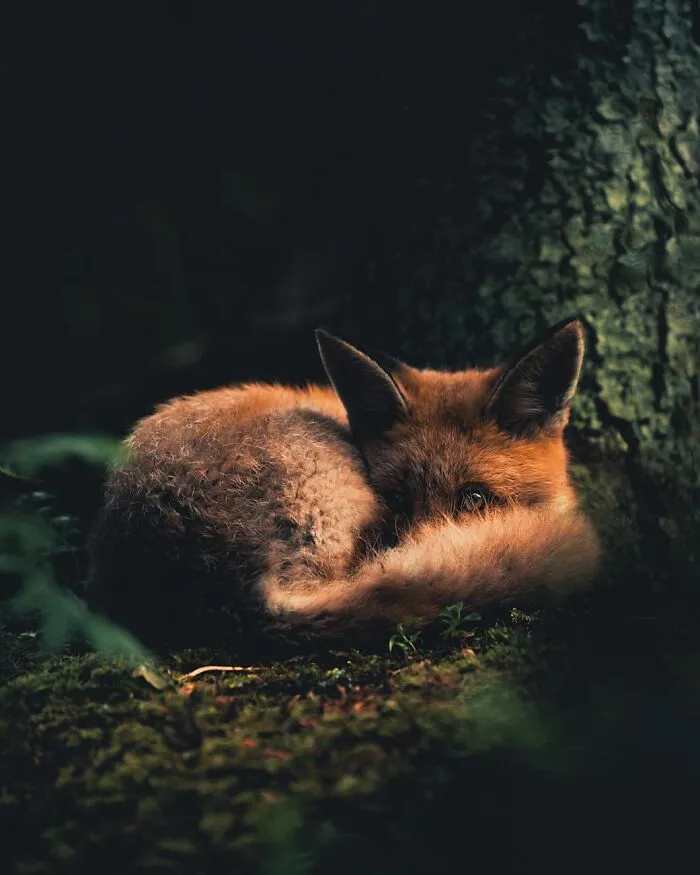 Photographer Captured 30 New Photos That Might Make You Feel Like You're Stepping Into The Wild