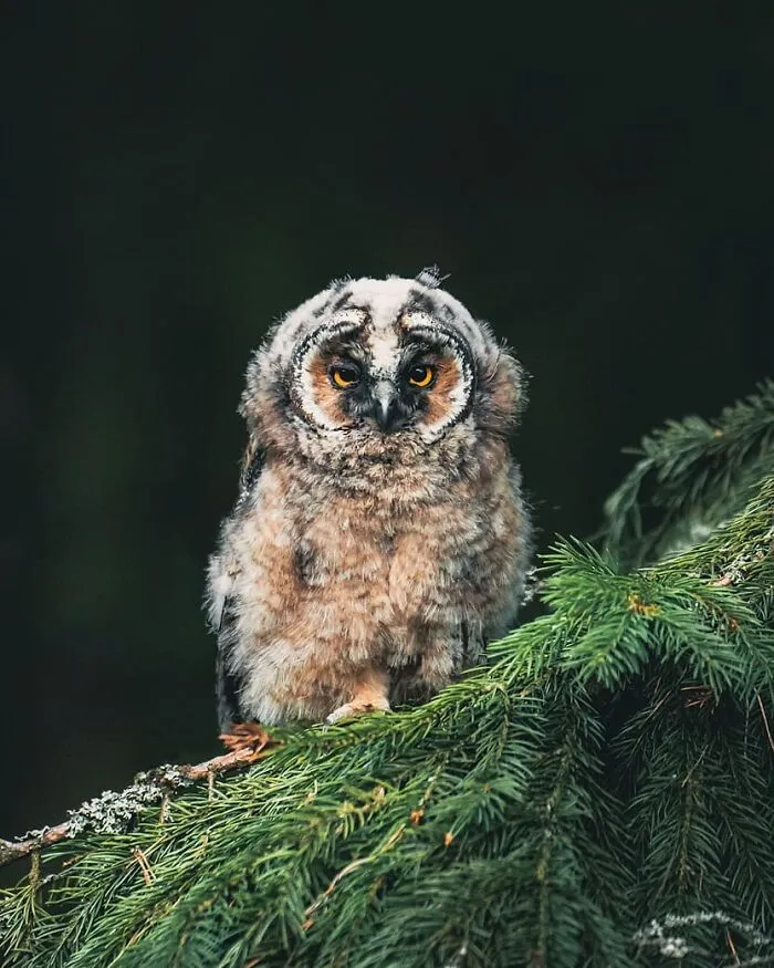 Photographer Captured 30 New Photos That Might Make You Feel Like You're Stepping Into The Wild