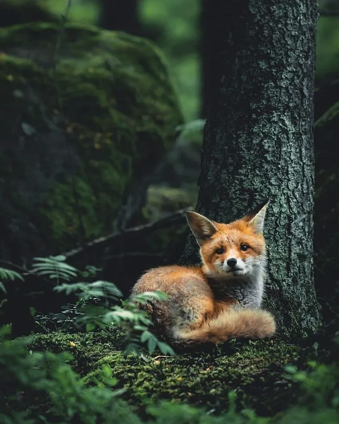 Photographer Captured 30 New Photos That Might Make You Feel Like You're Stepping Into The Wild