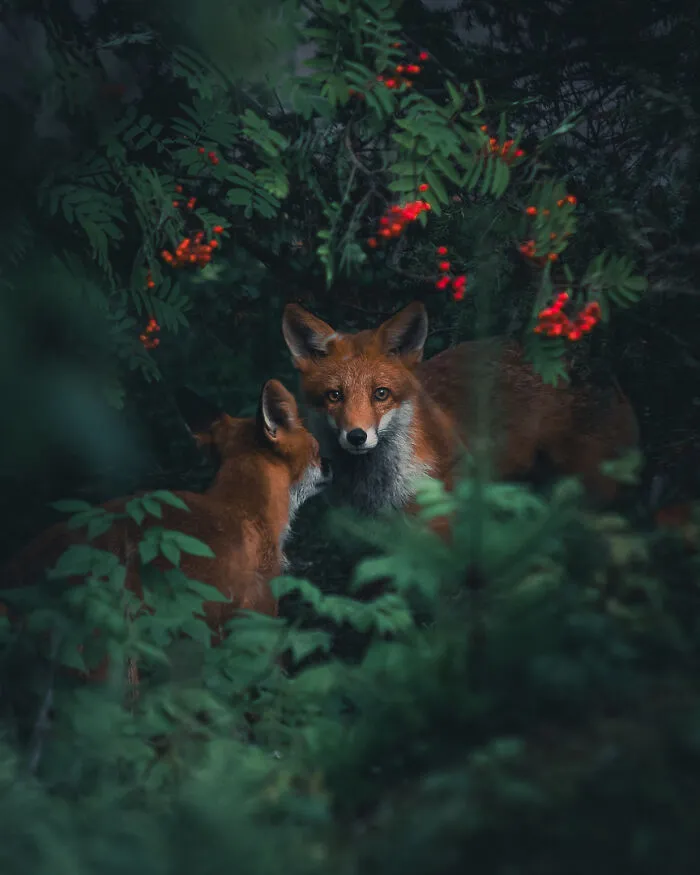 Photographer Captured 30 New Photos That Might Make You Feel Like You're Stepping Into The Wild