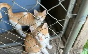 Hey Pandas, Share A Picture Of Your Cats Being Funny Or Cute (Closed)