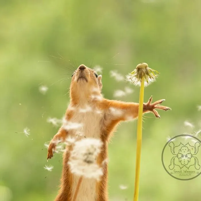 20 Pics Of Squirrels Interacting With Props And Engaging In Human-Like Activities By Geert Weggen
