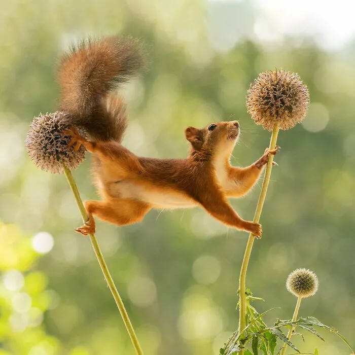 20 Pics Of Squirrels Interacting With Props And Engaging In Human-Like Activities By Geert Weggen