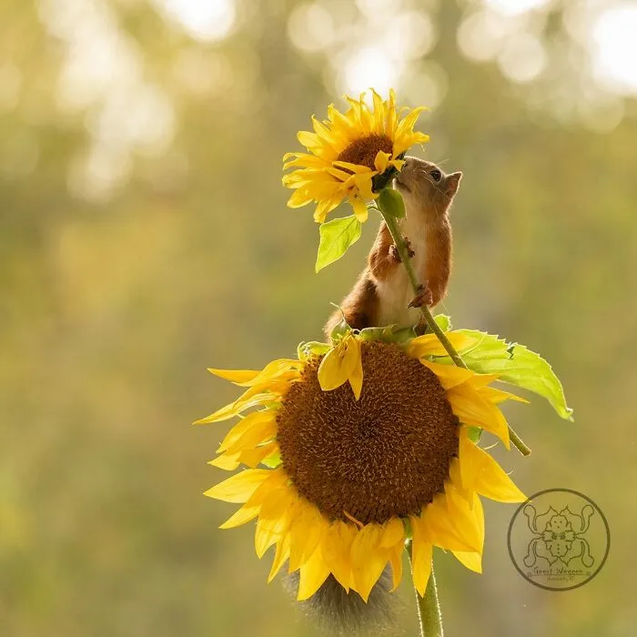 20 Pics Of Squirrels Interacting With Props And Engaging In Human-Like Activities By Geert Weggen