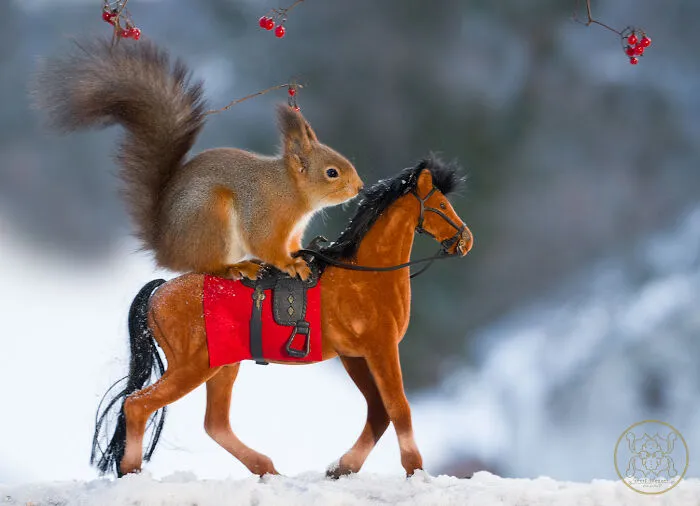 20 Pics Of Squirrels Interacting With Props And Engaging In Human-Like Activities By Geert Weggen