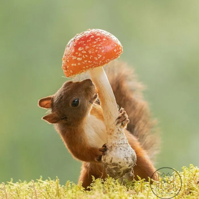 20 Pics Of Squirrels Interacting With Props And Engaging In Human-Like Activities By Geert Weggen