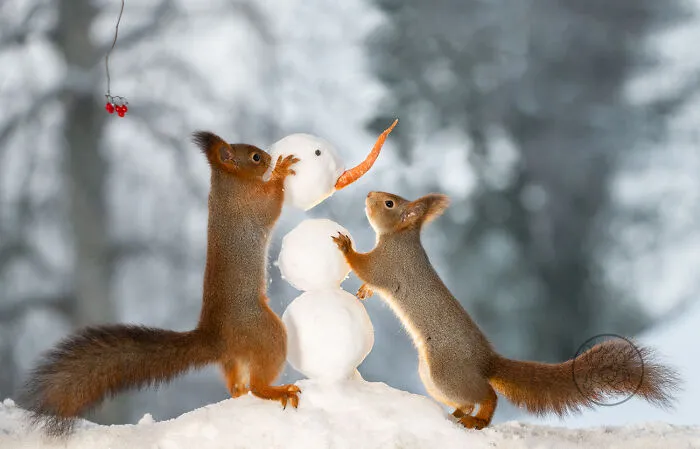 20 Pics Of Squirrels Interacting With Props And Engaging In Human-Like Activities By Geert Weggen
