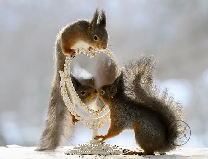 20 Pics Of Squirrels Interacting With Props And Engaging In Human-Like Activities By Geert Weggen