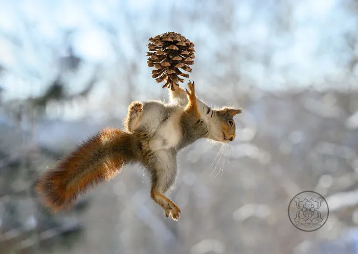 20 Pics Of Squirrels Interacting With Props And Engaging In Human-Like Activities By Geert Weggen