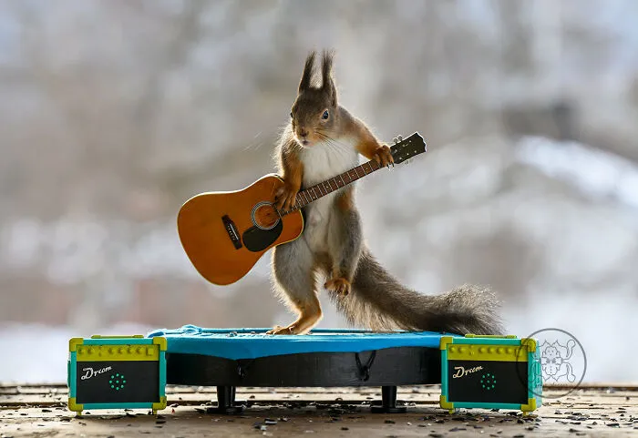 20 Pics Of Squirrels Interacting With Props And Engaging In Human-Like Activities By Geert Weggen