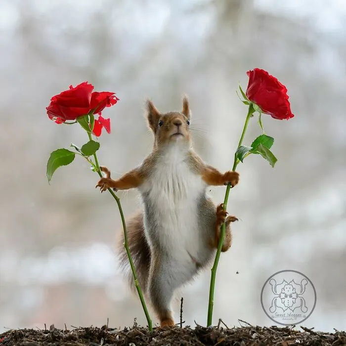 20 Pics Of Squirrels Interacting With Props And Engaging In Human-Like Activities By Geert Weggen