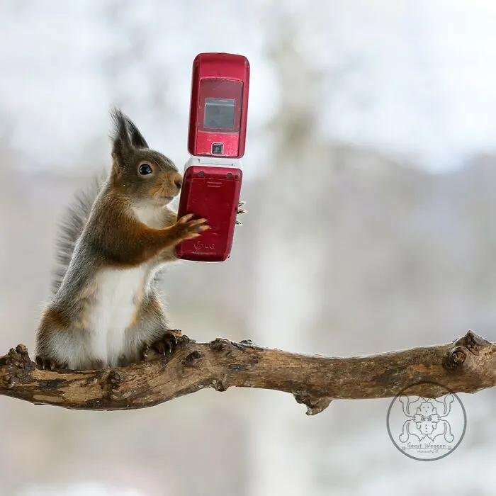 20 Pics Of Squirrels Interacting With Props And Engaging In Human-Like Activities By Geert Weggen