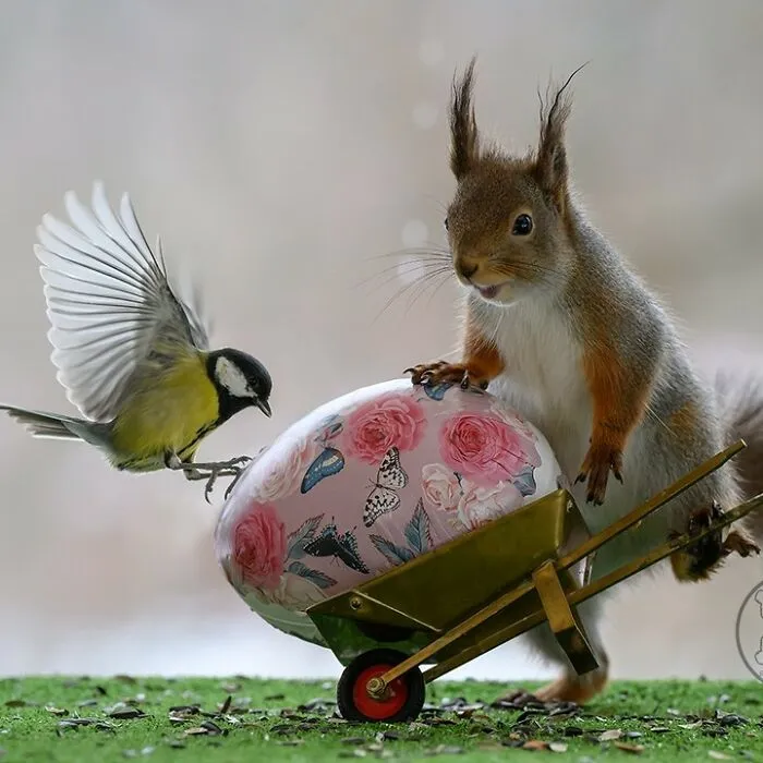 20 Pics Of Squirrels Interacting With Props And Engaging In Human-Like Activities By Geert Weggen
