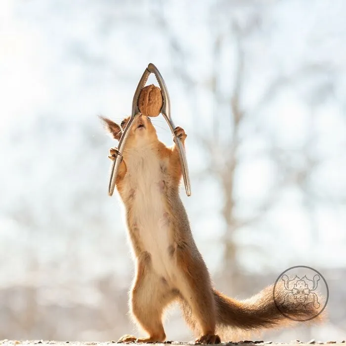 20 Pics Of Squirrels Interacting With Props And Engaging In Human-Like Activities By Geert Weggen