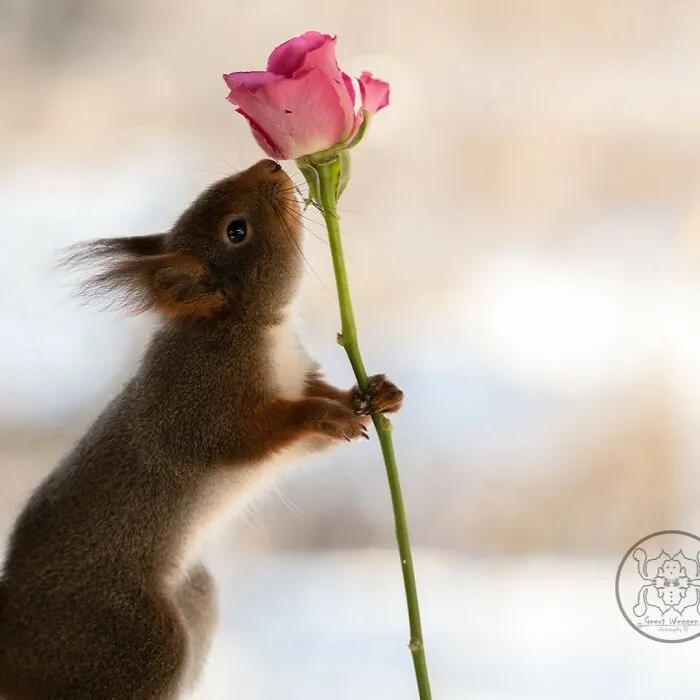 20 Pics Of Squirrels Interacting With Props And Engaging In Human-Like Activities By Geert Weggen