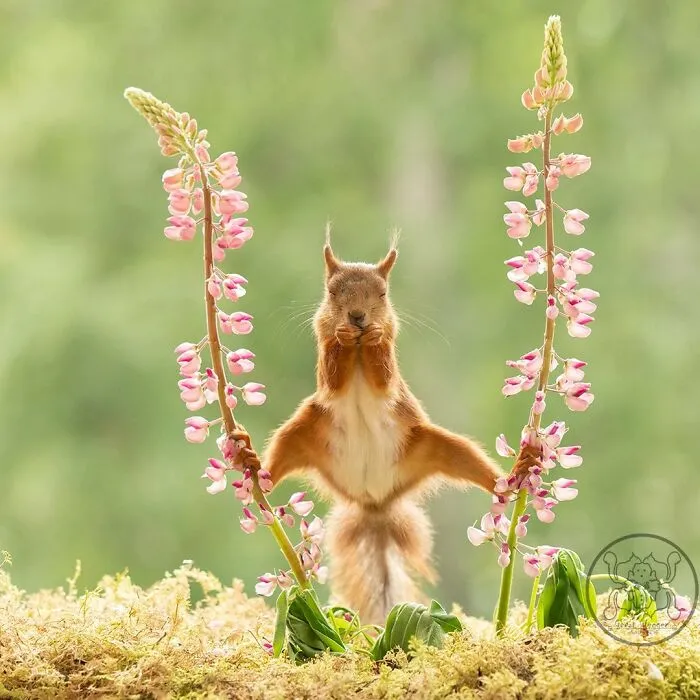 20 Pics Of Squirrels Interacting With Props And Engaging In Human-Like Activities By Geert Weggen