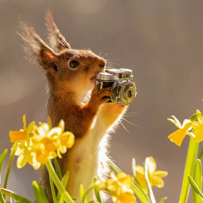 20 Pics Of Squirrels Interacting With Props And Engaging In Human-Like Activities By Geert Weggen