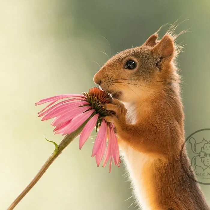 20 Pics Of Squirrels Interacting With Props And Engaging In Human-Like Activities By Geert Weggen