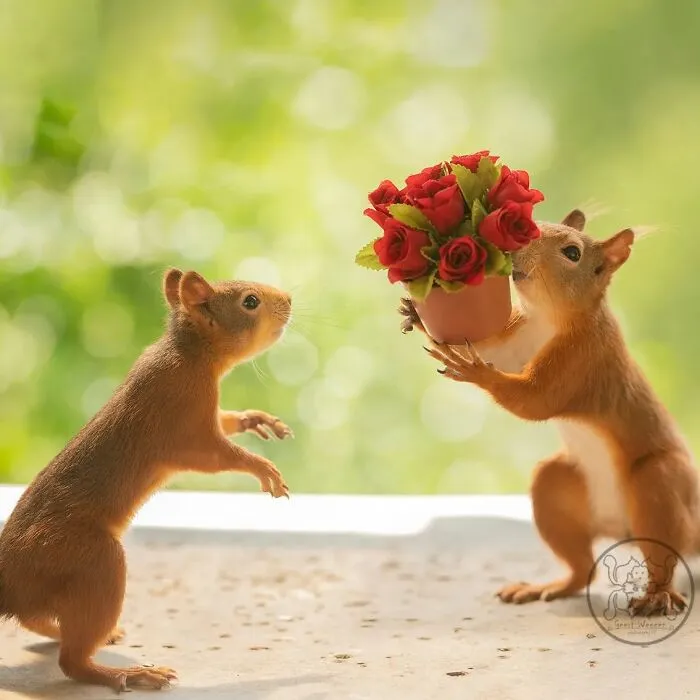 20 Pics Of Squirrels Interacting With Props And Engaging In Human-Like Activities By Geert Weggen
