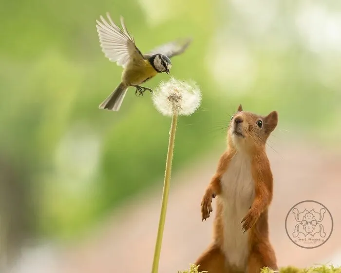 20 Pics Of Squirrels Interacting With Props And Engaging In Human-Like Activities By Geert Weggen