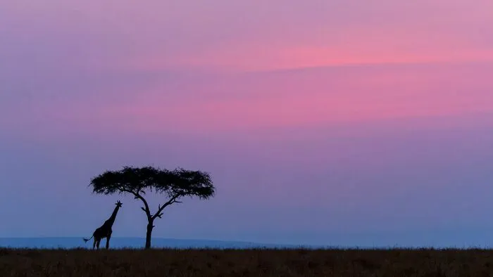 Peaceful Giraffe