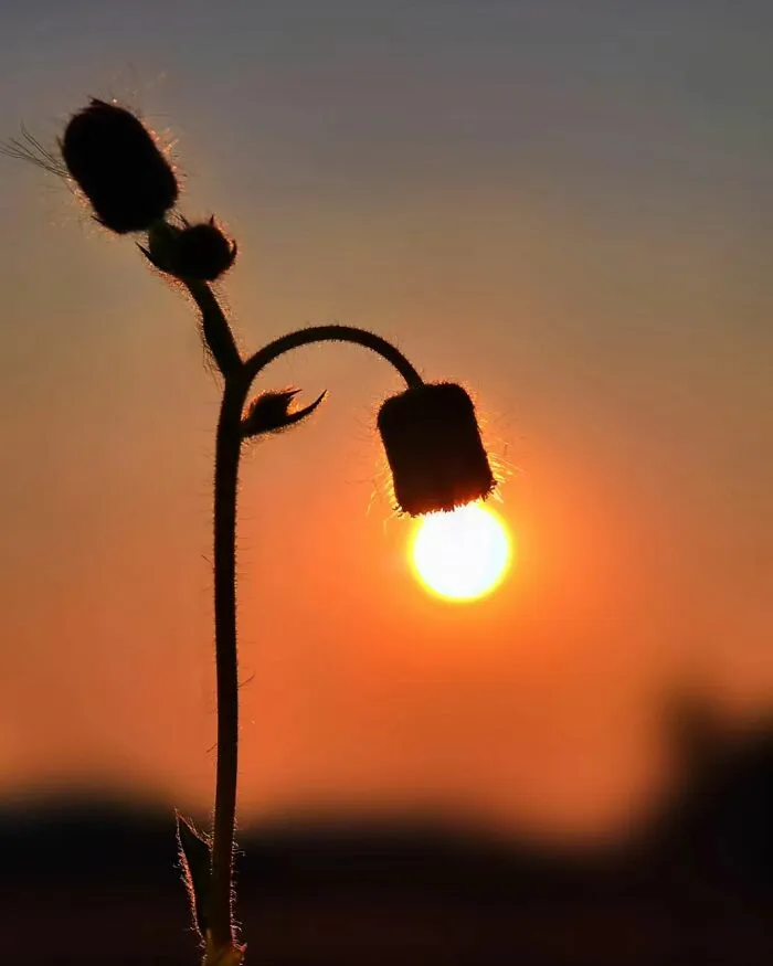 This Photographer Captures The Sun As An Integral Part Of His Photo Stories (17 New Pics)