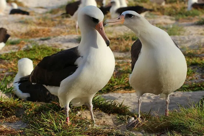 Wisdom- The Oldest Wild Bird Known - A Life Journey Of 3 Million Miles, And Counting