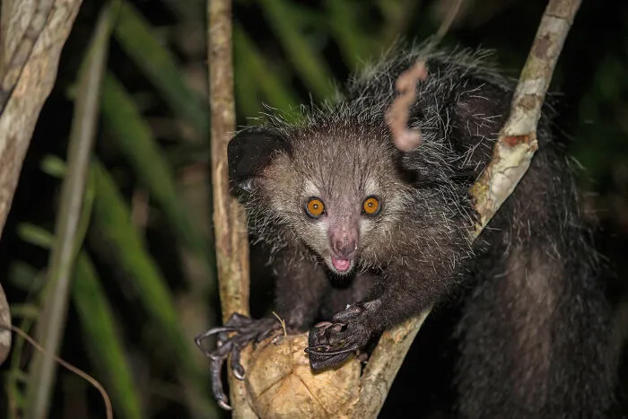 Aye Aye. They Have Long Fingers That They Use To Tap Trees And Scoop Insects Out Of Small Holes