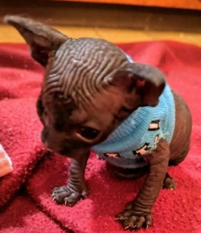 Sammie In Jammies Rescued 4/2/2024