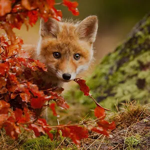 Foxes&amp;Flowers