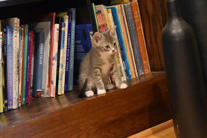 Here Are Photos Of My Cats When They Were Little (16 Pics)