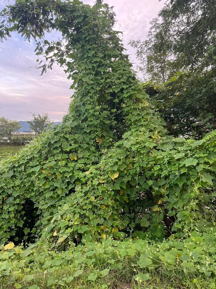 Vines On A Tree