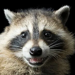 Not a raccoon