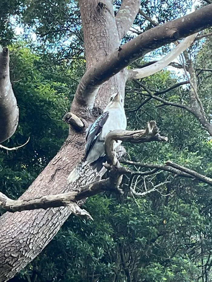 Mama Cockatoo