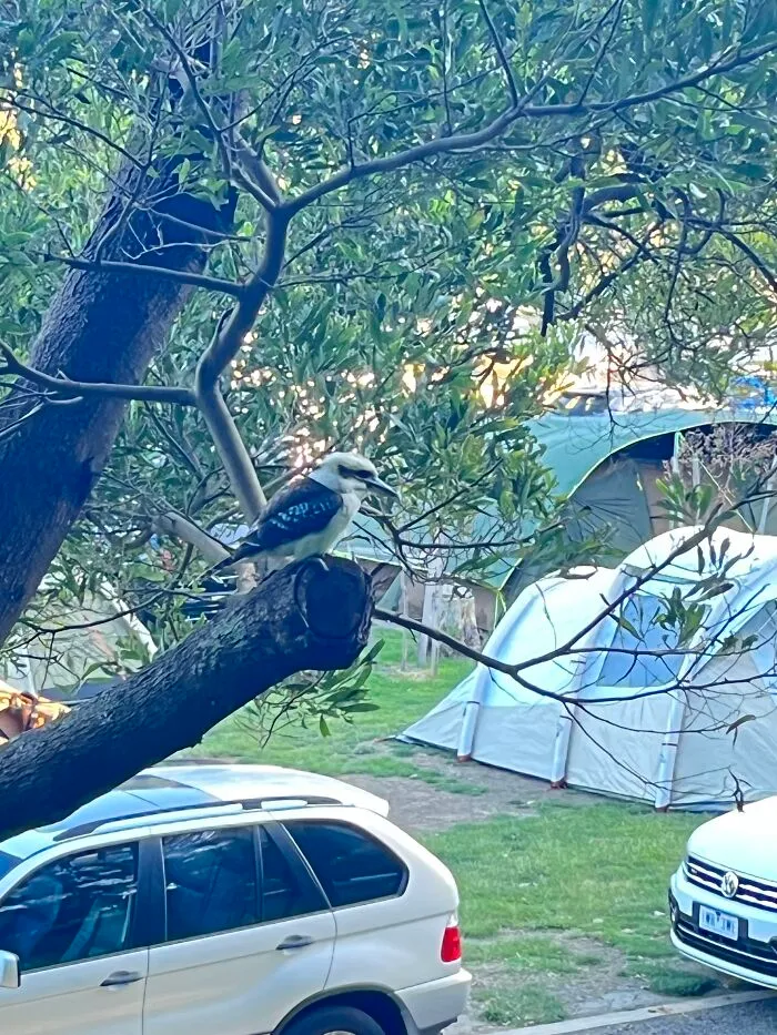 Cockatoo