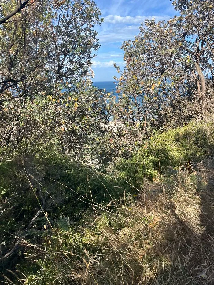 Bunch Of Leaves