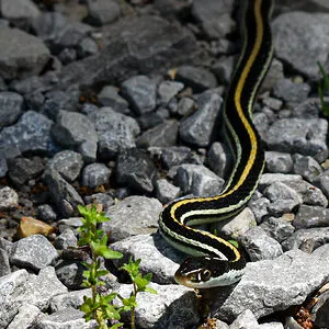 Titanoboa