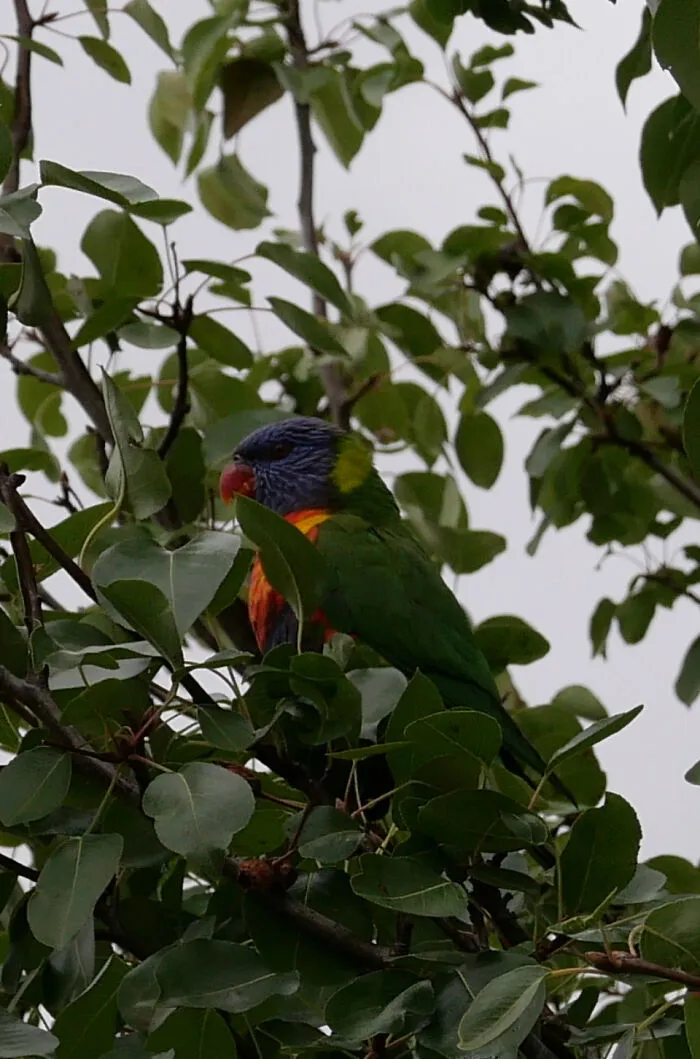 Rainbow Lorikeet
