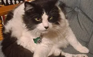 Hey Pandas, Share A Picture Of Your Cats Being Funny Or Cute (Closed)